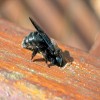 How to Protect Wood From Carpenter Bees